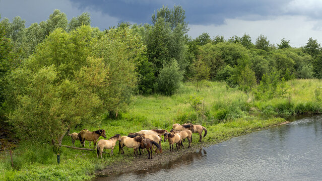Konik horses in Molenplas protected area near Stevensweert, part of the Maas valley river park on the Netherlands Belgium border, designed for water storage and nature restoration