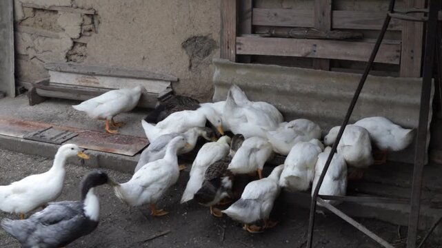A group of young, beautiful ducks run up and eat wet food from a feeder near the wall of a clay barn on an open-air farm in the countryside on an autumn day, close-up, slow motion, side view. Concept: