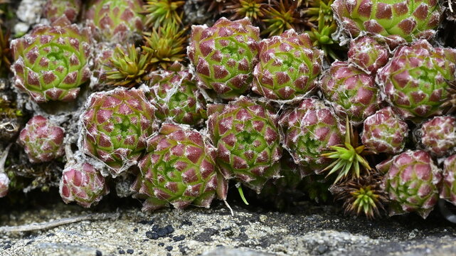 Full Frame Macro View of Sempervivum Houseleek Succulent Rosettes Clustered on a Rock