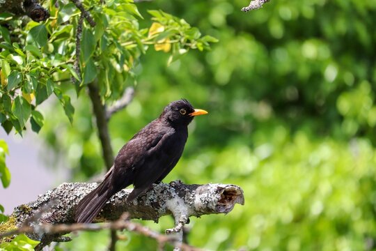 Amsel sitzt im Kirschbaum