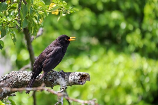 Amsel sitzt singend im Kirschbaum
