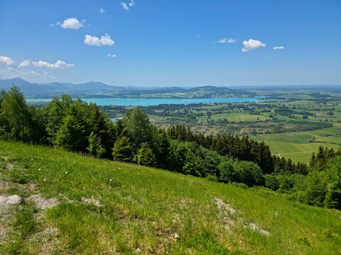 germany, flowering meadow overlooking forggensee lake with vibrant summer colors and peaceful atmosphere
