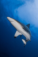 Fototapeta premium Oceanic Black Tip shark during a baited dive on Aliwal Shoal (Umkomaas) on the East Coast of South Africa in the Indian Ocean. Shot underwater close to the surface and with sunlight.