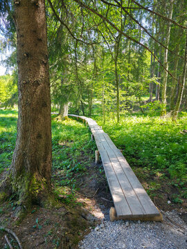 germany, peaceful woodland trail with rustic wooden pathway winding through enchanting mountain forest
