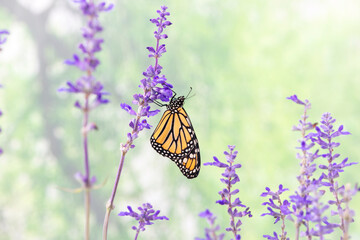 A monarch butterfly (danaus plexippus) resting amongst salvia flowers. Side view on a natural green background. © Corry Anne