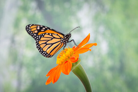 Macro of a monarch butterfly (danaus plexippus) resting on an orange tithonia flower (Mexican torch). Side view on a soft green mottled bokeh background. 