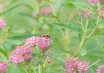 A great golden digger wasp (sphex ichneumoneus) feeding on milkweed (asclepias) nectar in a garden.  © Corry Anne