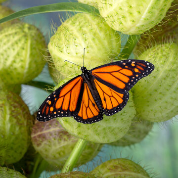 Macro of a monarch butterfly (danaus plexippus) on a milkweed (Gomphocarpus physocarpus) seed pod, with wings spread open.