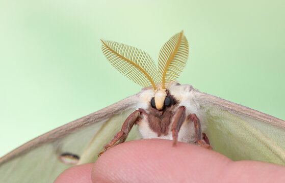 Macro of a male Luna moth (Actias luna) and its large antenna. Front - face view, on a green background.