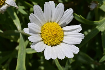Fototapeta premium Macro Shot of a Vibrant White Daisy Flower Blooming in a Sunny Field