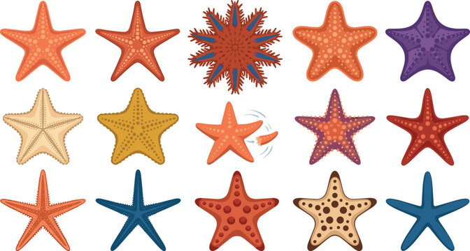 Starfish and Sea Star Vector Icon Collection Featuring Various Marine Species, Diverse Ocean Shapes, Coral Reef Wildlife, and Regeneration Graphic Illustrations