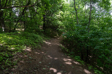 Fototapeta premium Dirt path walkway inside dense green forest park empty trekking trail route summer landscape