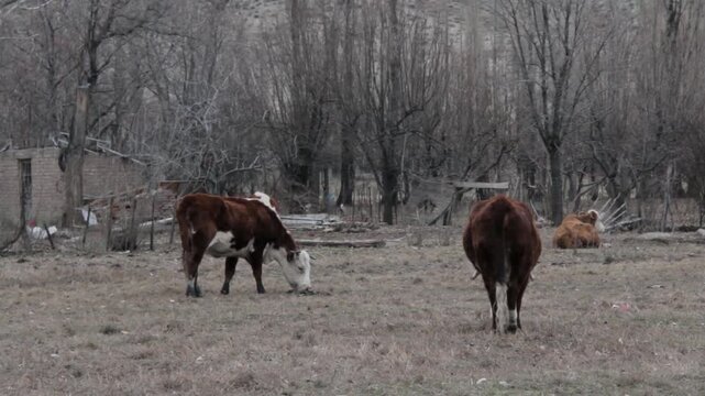 Hereford Cattle Grazing In Rural Field Near Chos Malal