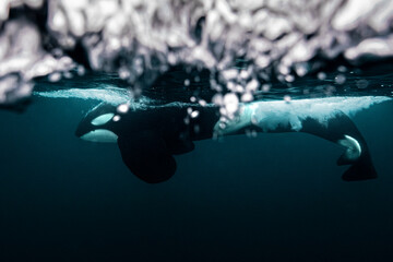 Killer whale (Orcinus orca) underwater during the annual herring migration in Norway. Shot in November in the fjords around Alta in 2025. © Kristof