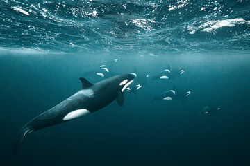 Killer whale (Orcinus orca) underwater during the annual herring migration in Norway. Shot in November in the fjords around Alta in 2025. © Kristof