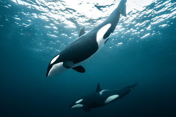 Killer whale (Orcinus orca) underwater during the annual herring migration in Norway. Shot in November in the fjords around Alta in 2025. © Kristof