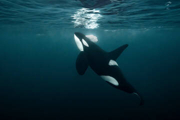 Killer whale (Orcinus orca) underwater during the annual herring migration in Norway. Shot in November in the fjords around Alta in 2025. © Kristof