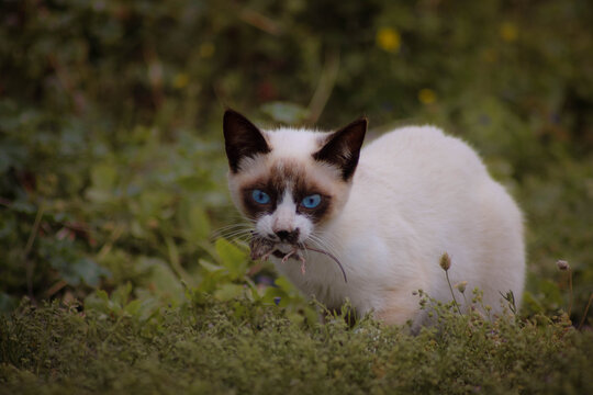Katze mit gefangener Maus im Maul auf der Jagd