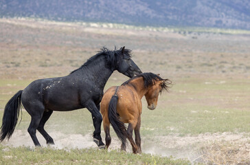 Obraz premium Wild Horse Stallions Sparring in the Utah Desert in Springtime