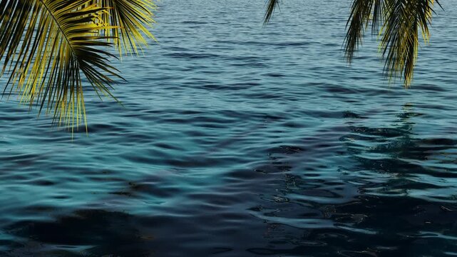 
3d render the branches of a tropical palm tree arch over the surface of the sea, swaying in the wind above the waves.
