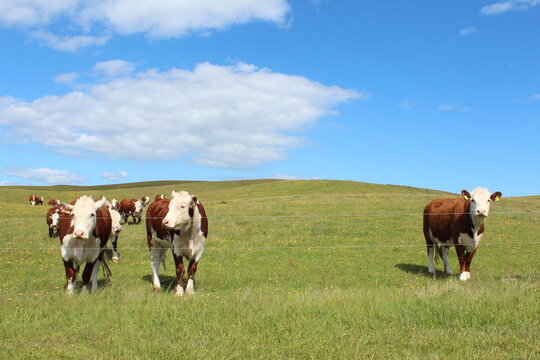 K&uuml;he auf einer sonnigen gr&uuml;nen Wiese mit blauem Himmel und Wolken