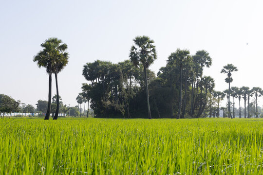 Dew on the grass in the sunny morning with beautiful plam trees in the background