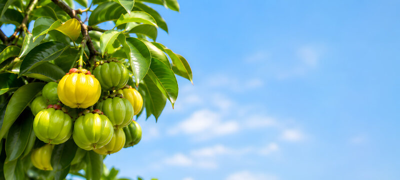 Fresh Garcinia Cambogia Fruits on Tropical Tree Against Blue Sky, Premium Herbal Supplement Ingredient Concept