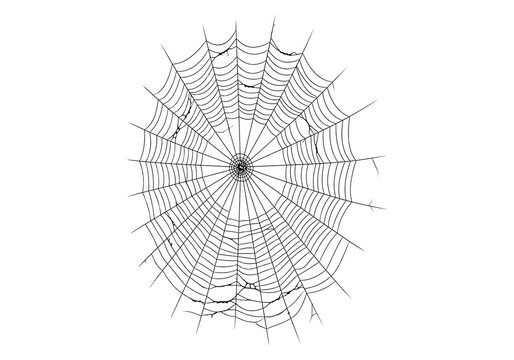 Spider web isolated on White Background