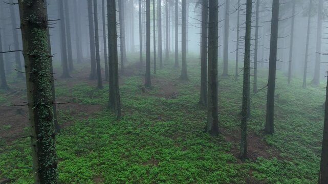 Low Aerial Drone Video Flying Forward Through Misty Spruce Forest with Green Undergrowth in Fog