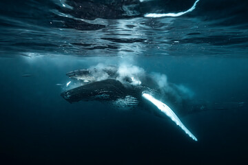 Fototapeta premium Humpback whale (Megaptera novaeangliae) feeding on herring during the annual herring migration in Norway