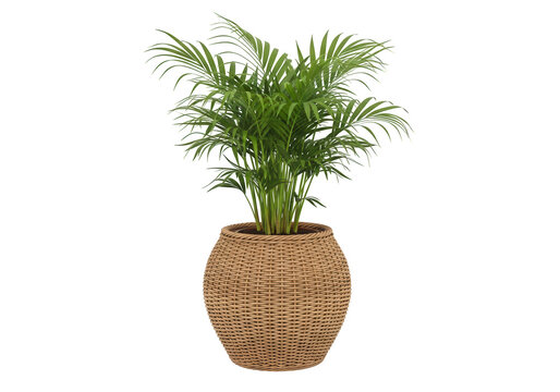 Green plant in a brown decorative pot isolated on transparent background