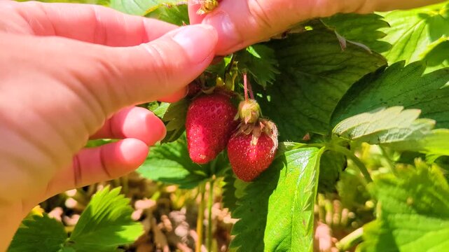 Close-up of hands picking ripe strawberries. Small white bucket with natural red strawberries near green leaves of bushes with ripe berries illuminated by sunlight. Close-up. Harvesting.