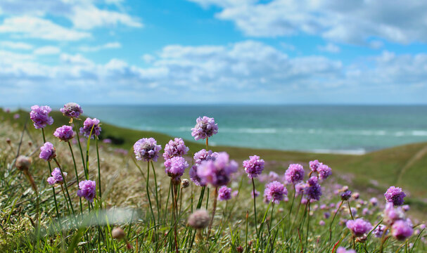 Rosa Strand-Grasnelken an der Steilk&uuml;ste vor blauem Meer