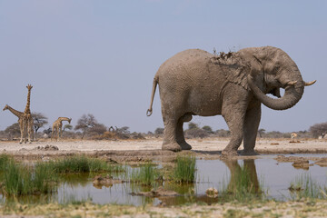 Obraz premium Large male African Elephant (Loxodonta africana) at a waterhole in Onguma Nature Reserve abutting Etosha National Park, Namibia