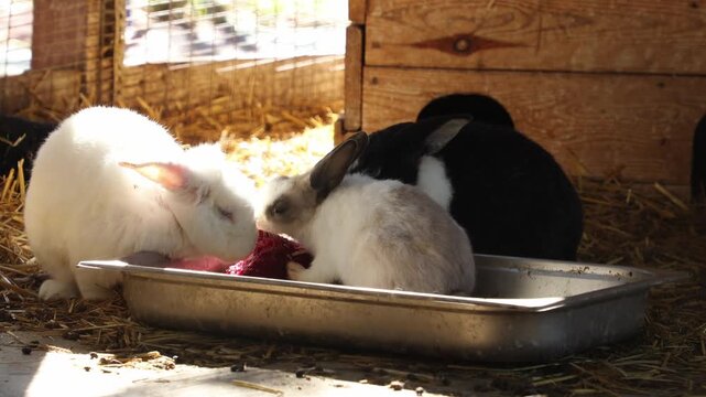 Low angle view of group multicolored decorative rabbit eating food from a feeder. Zoo and rabbit farm