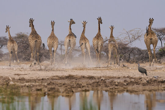 Group of Giraffe (Giraffa camelopardalis angolensis) make a hasty exit from a waterhole in Onguma Nature Reserve abutting Etosha National Park, Namibia