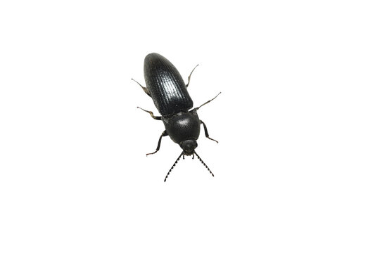 The black click beetle belongs to the click beetle family. This species is often completely black, sometimes with a slight metallic tint.