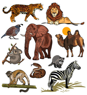 Huge sticker sheet of hand drawn safari animal illustrations  in isolated vector format