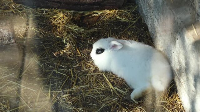 Top view of a white rabbit with a black eye resting on the hay in an aviary. Zoo and rabbit farm