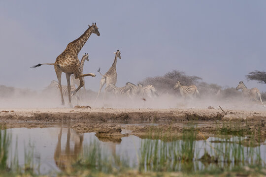 Mixed group of Giraffe (Giraffa camelopardalis angolensis) and Plains Zebra (Equus quagga) make a hasty exit from a waterhole in Onguma Nature Reserve abutting Etosha National Park, Namibia