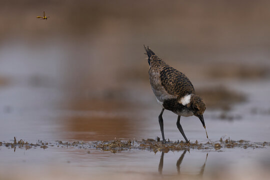 Young Blacksmith Lapwing (Vanillas armature) feeding at a waterhole in Onguma Nature Reserve bordering Etosha National Park, Namibia.