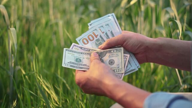 A man is counting a bundle of cash in a field. The man holds several banknotes tightly while surrounded by tall green grass.