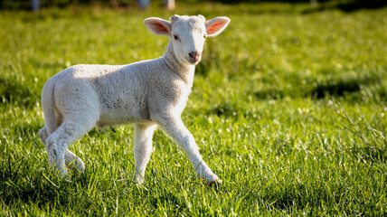 Fototapeta premium Young white lamb standing on green grass field in sunny afternoon light
