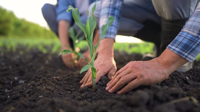 A man and a woman are planting young corn plants in dark soil. The man and woman are focused on nurturing the corn plants for a successful harvest.