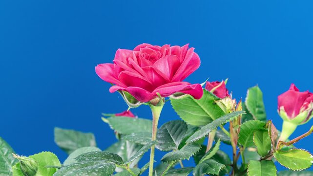 Red Rose Plant Blooming Flower in Time Lapse on a Blue Background. Few Flowers Open Bud and Moving Petals in Timelapse