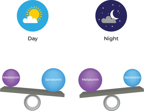 Day-and-night hormone balance diagram showing melatonin and serotonin levels on a scale.