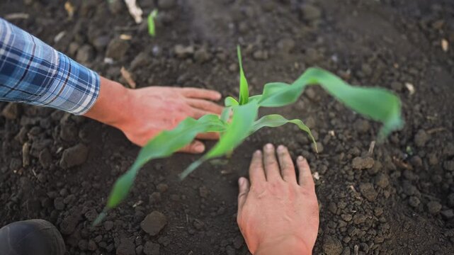 A man is planting a young corn plant into the dark soil. The hands of the man are gently placing the corn into the earth, preparing for growth.