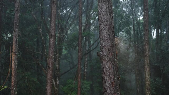 Rain Falling on Pine Tree Trunk in Misty Forest Atmospheric Woodland Scene