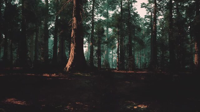 sunlit pine grove at dawn, warm golden light filtering through tall trunks, dewkissed moss and leaf litter, gentle haze and distant silhouettes, inviting trail