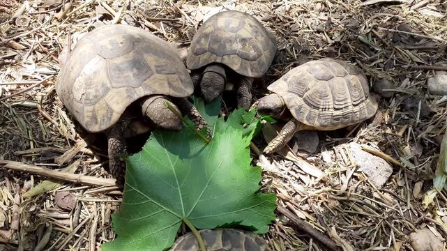 Un gruppetto di tartarughe mangia voracemente una foglia di vite.	